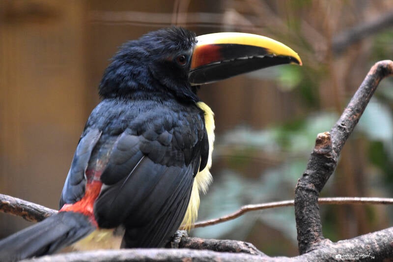Grünarassari | Weltvogelpark Walsrode | 12.04.2021