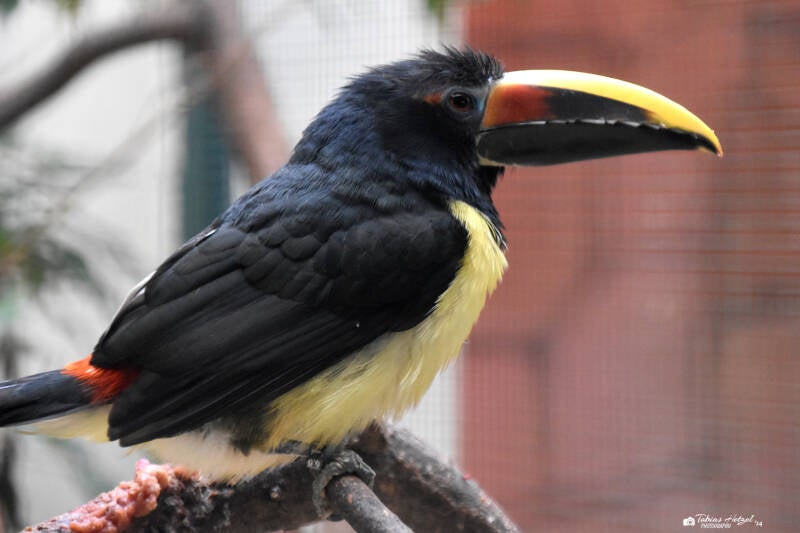 Grünarassari | Weltvogelpark Walsrode | 12.04.2021