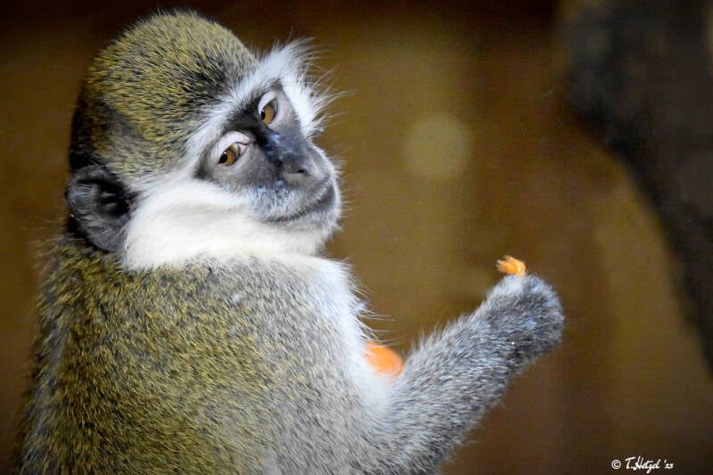 Grüne Meerkatze (kein Art- oder Unterartenstatus) | Zoo Magdeburg | 19.10.2020