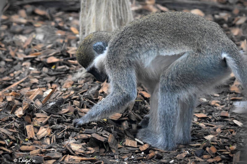 Grüne Meerkatze (kein Art- oder Unterartenstatus) | Zoo Magdeburg | 19.10.2020