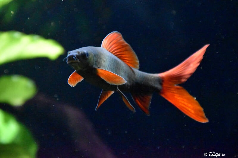 Grüner Fransenlipper | Zoologischer Stadtgarten Karlsruhe | 12.11.2023