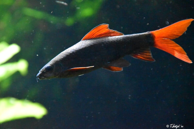 Grüner Fransenlipper | Zoologischer Stadtgarten Karlsruhe | 12.11.2023