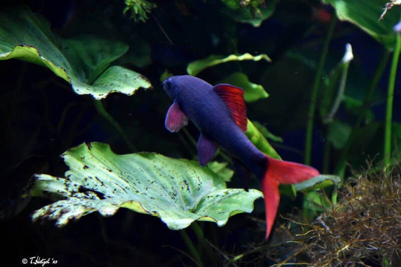 Grüner Fransenlipper | Zoologischer Stadtgarten Karlsruhe | 12.11.2023