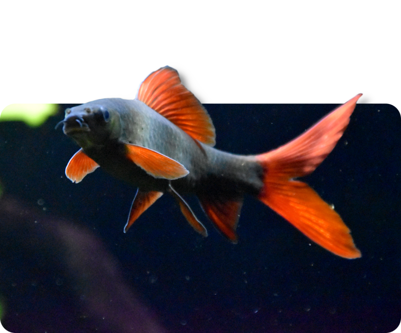 Grüner Fransenlipper