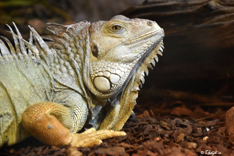 Grüner Leguan (kein Unterartenstatus)