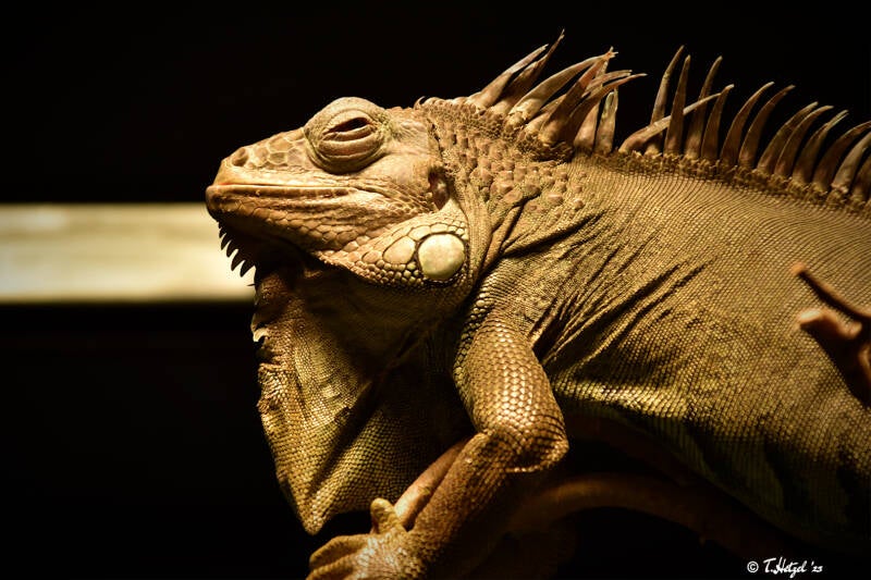 Grüner Leguan (kein Unterartenstatus)