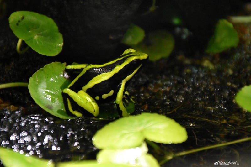 Grüner Riesengiftfrosch | Staatliches Museum für Naturkunde Karlsruhe | 04.12.2022