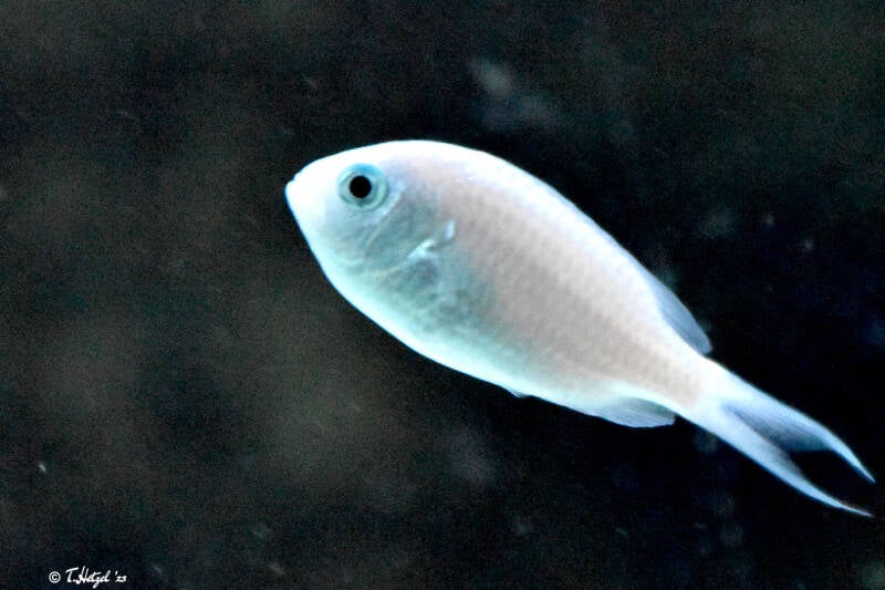 Grüner Schwalbenschwanz | Zoo Plzen | 17.09.2022