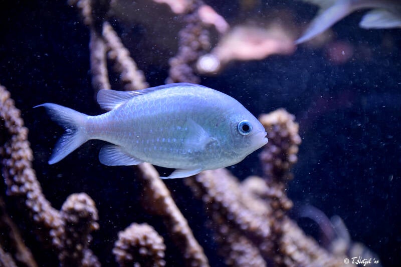 Grüner Schwalbenschwanz