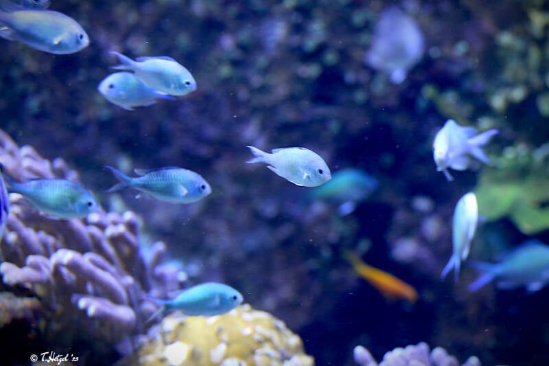 Grüner Schwalbenschwanz | Kölner Zoo | 28.12.2018