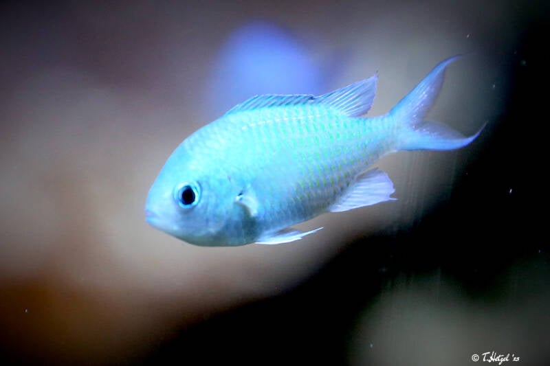 Grüner Schwalbenschwanz | Wilhelma Stuttgart | 14.08.2018