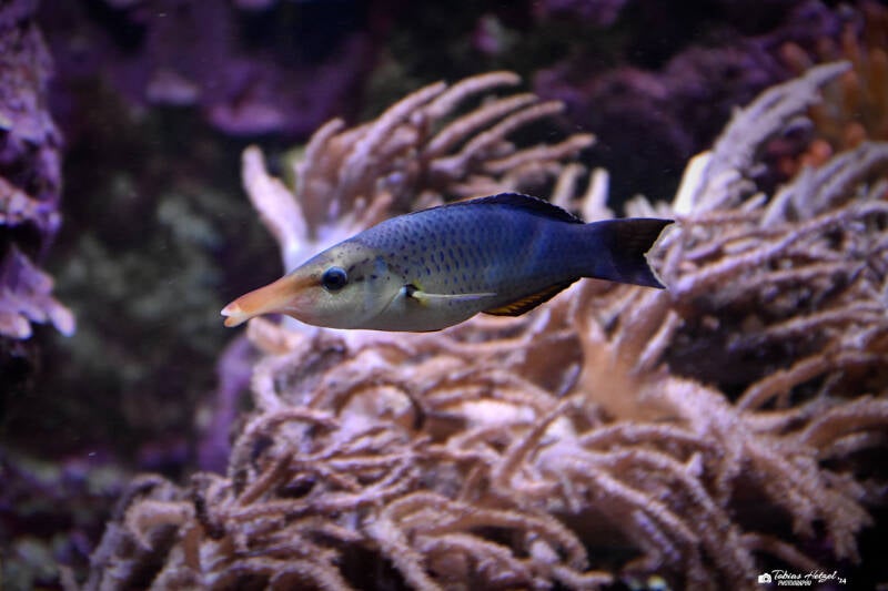 Grüner Vogellippfisch | Wilhelma Stuttgart | 27.01.2024