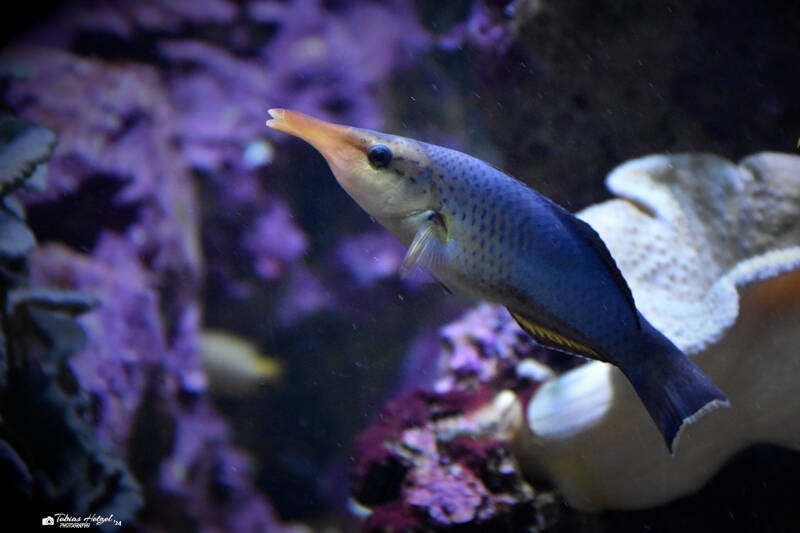 Grüner Vogellippfisch | Wilhelma Stuttgart | 27.01.2024