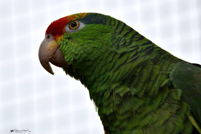 Grünwangenamazone | Zoo Heidelberg | 02.04.2022