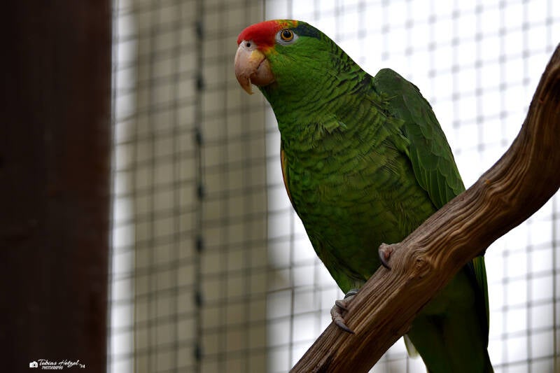 Grünwangenamazone | Zoo Heidelberg | 02.04.2022