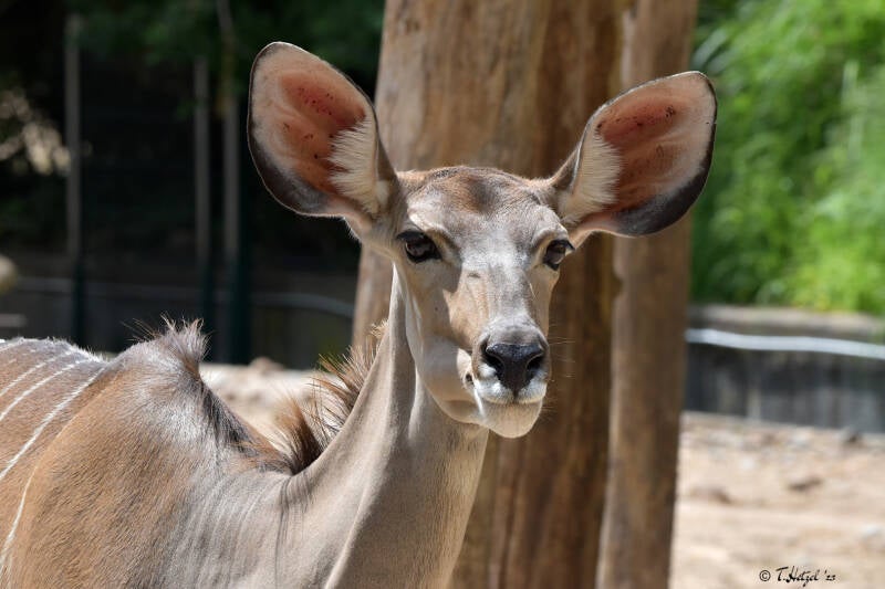 Großer Kudu (kein Unterartenstatus)