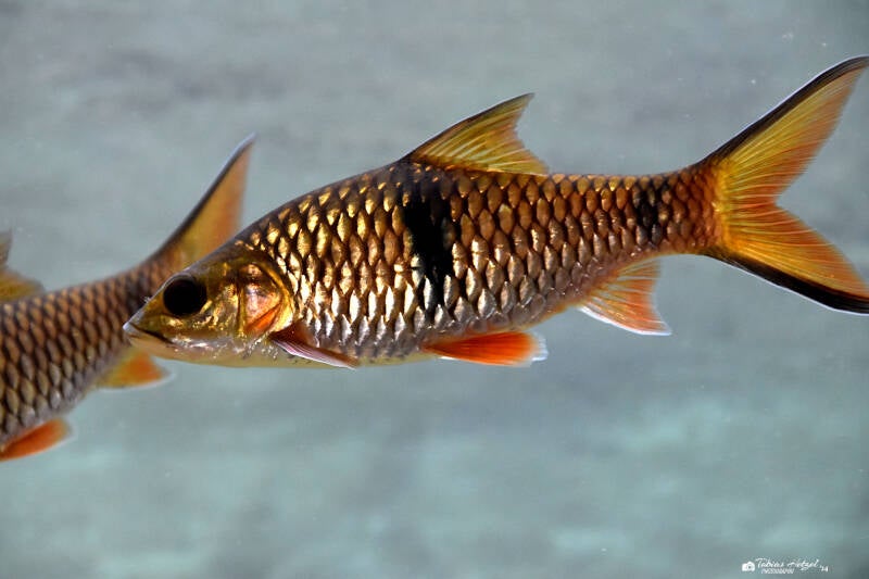 Große Flussbarbe | Museum König, Bonn | 11.02.2024