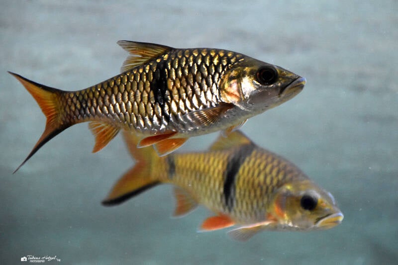 Große Flussbarbe | Museum König, Bonn | 11.02.2024