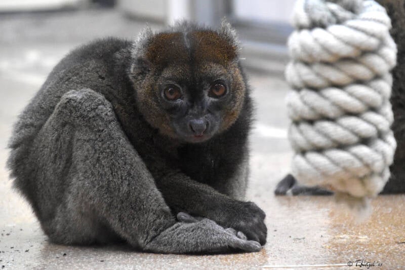 Großer Bambuslemur
