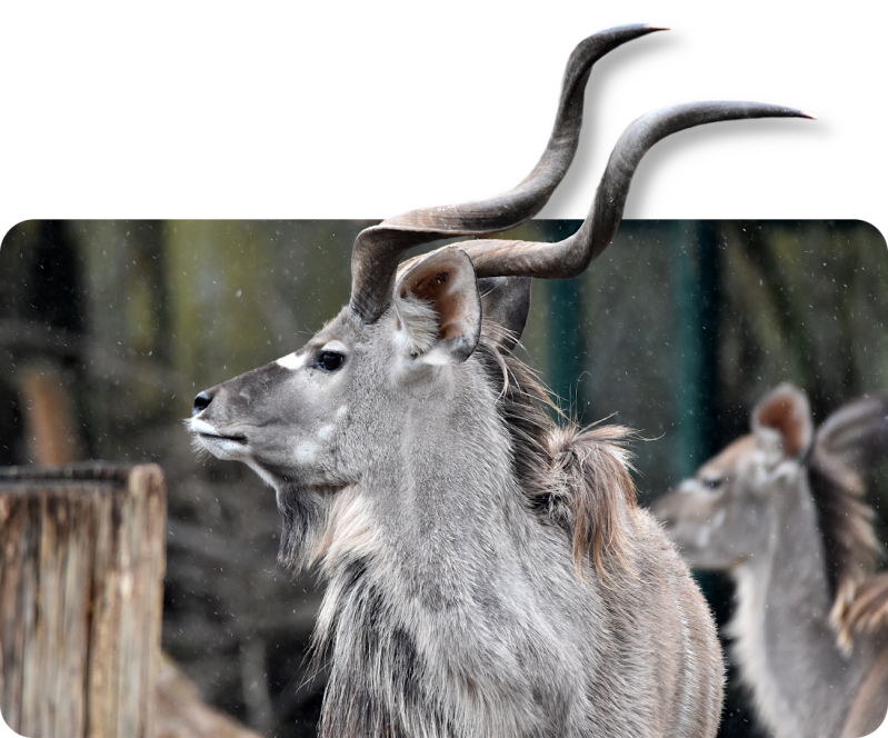 Großer Kudu (kein Unterartenstatus)