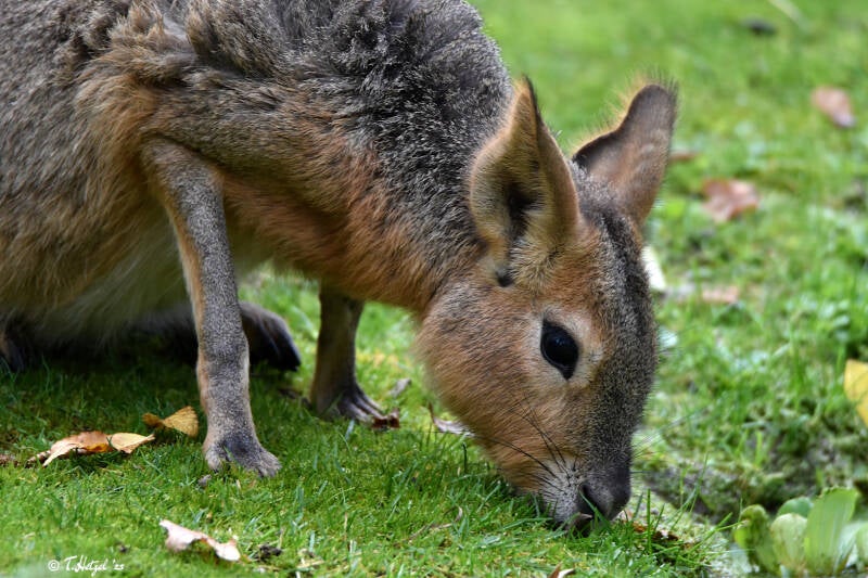 Großer Pampashase | Zoo Leipzig | 20.10.2020