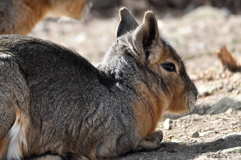 Großer Pampashase | Wildpark Potzberg | 03.03.2021