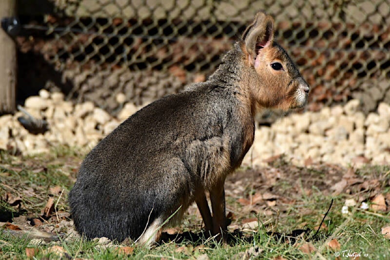 Großer Pampashase | Eifel-Zoo, Lünebach-Pronsfeld | 01.03.2021
