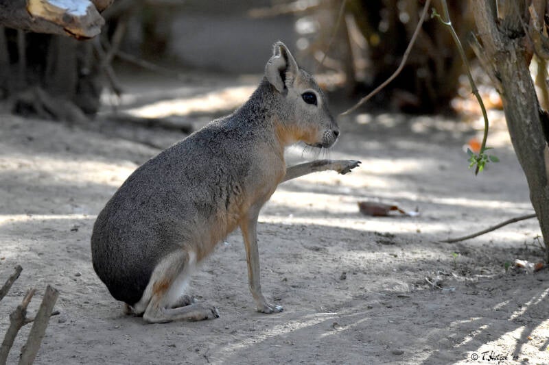 Großer Pampashase | Tiergarten Worms | 21.09.2020