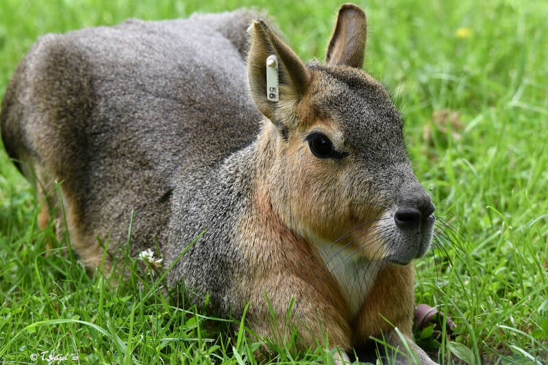 Großer Pampashase | Tiergarten Kleve | 07.07.2021