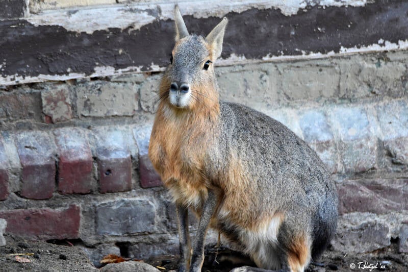 Großer Pampashase | Zoologischer Garten Wuppertal | 24.10.2021