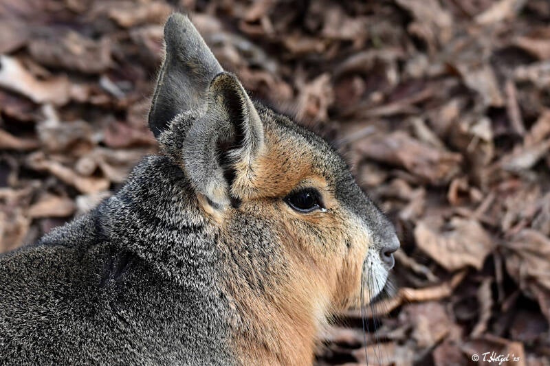 Großer Pampashase | Zoo Neuwied | 30.01.2022