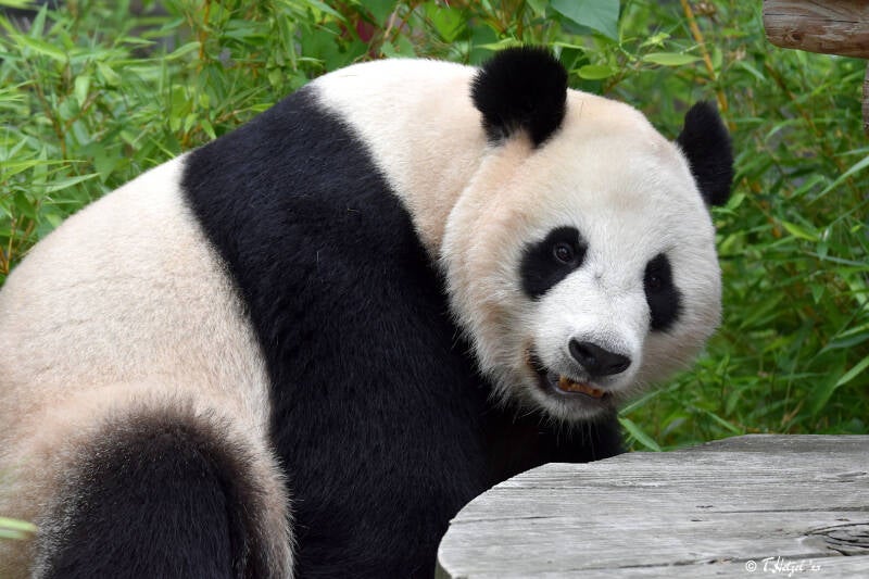 Großer Panda | Ouwehands Dierenpark, Rhenen | 06.07.2021