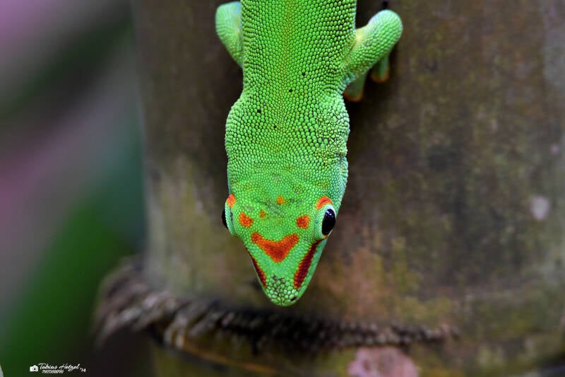Großer Taggecko | Zoo Zürich | 04.07.2020