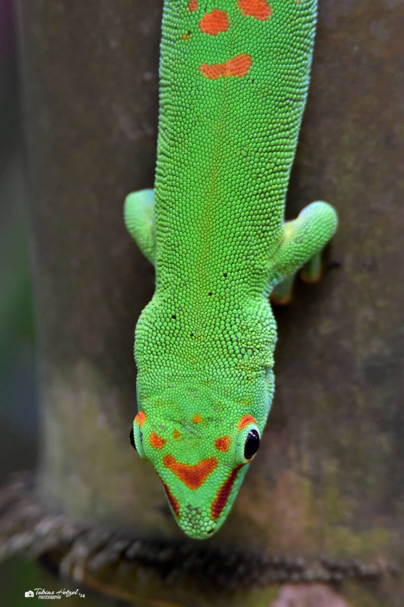 Großer Taggecko | Zoo Zürich | 04.07.2020