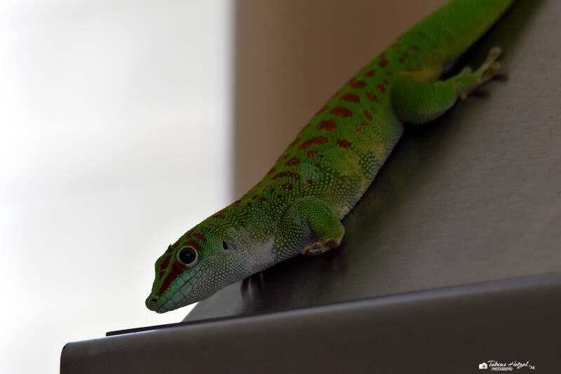 Großer Taggecko | Zoo Frankfurt | 10.03.2022