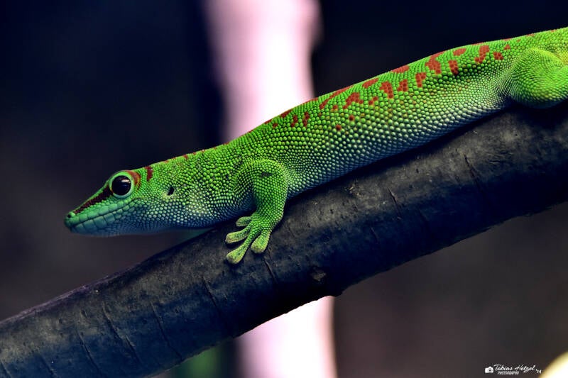 Großer Taggecko | Zoo Frankfurt | 10.03.2022