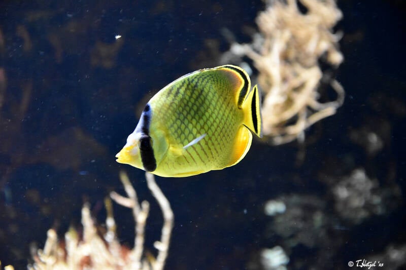 Großschuppen-Falterfisch