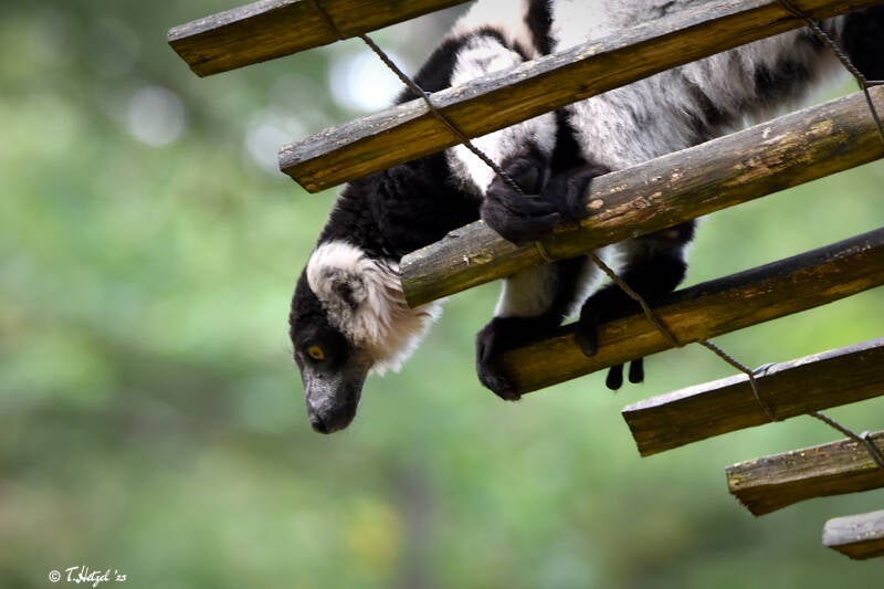 Gürtelvari | Apenheul, Apeldoorn | 08.07.2021