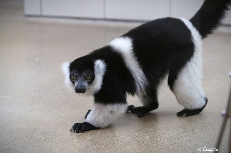 Gürtelvari | Zoologischer Garten Köln | 28.12.2018