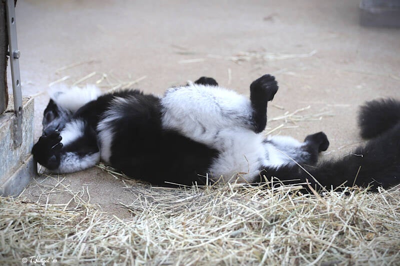 Gürtelvari | Zoologischer Garten Köln | 28.12.2018