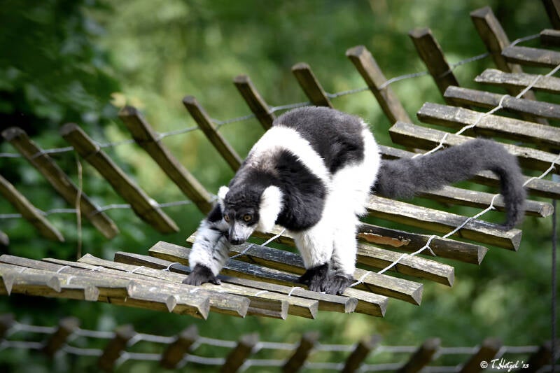 Gürtelvari | Apenheul, Apeldoorn | 08.07.2021