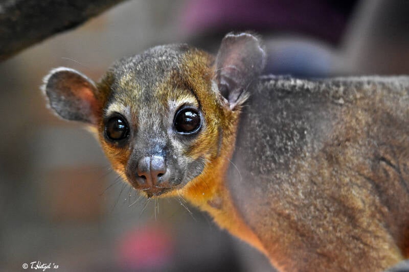 Guyana-Wickelbär | Zoo Dortmund | 30.07.2023