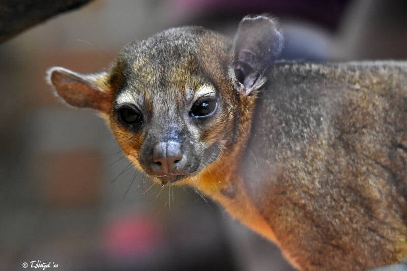 Guyana-Wickelbär | Zoo Dortmund | 30.07.2023