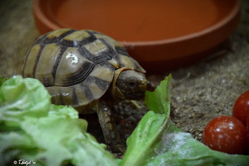 Ägyptische Landschildkröte