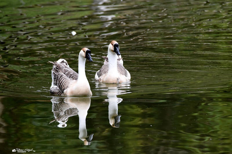 Höckergans | Palmengarten Frankfurt | 21.4.2023
