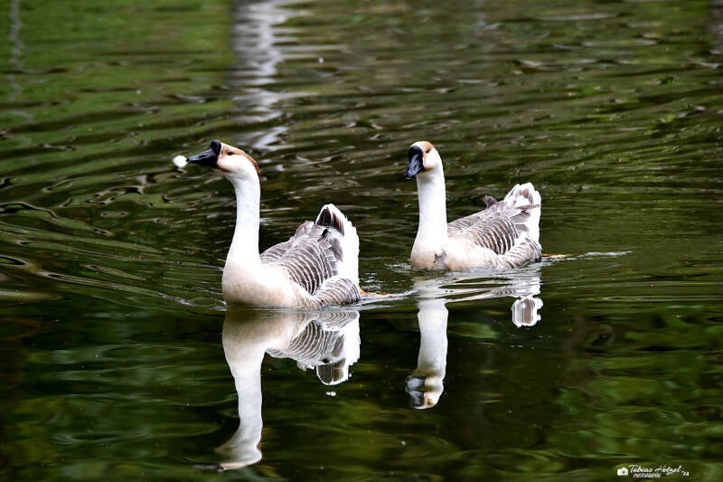 Höckergans | Palmengarten Frankfurt | 21.4.2023