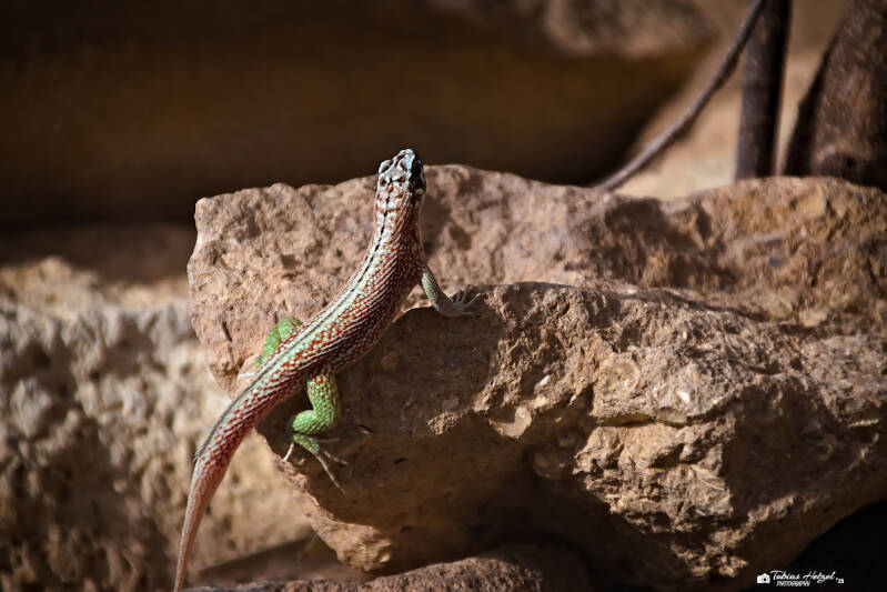 Haiti-Rollschwanzleguan | Zoo Frankfurt | 05.03.2025