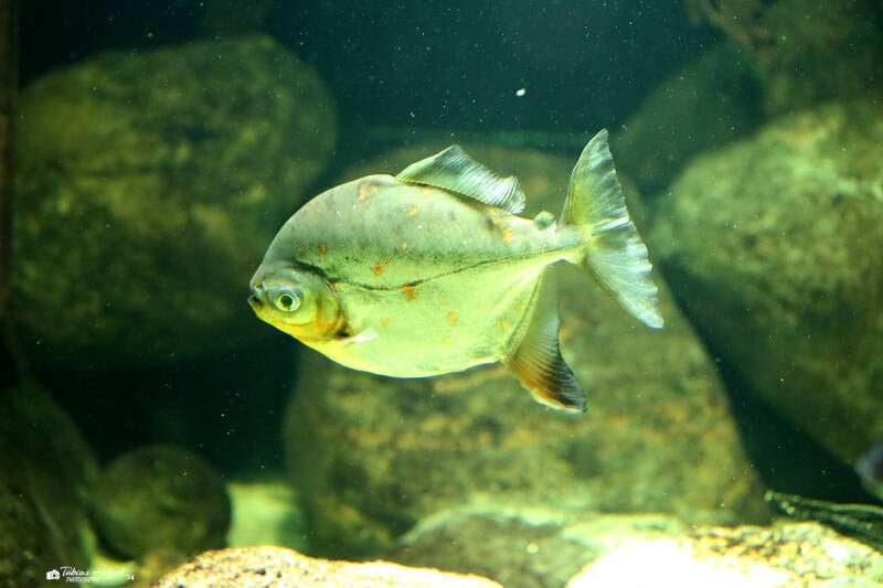 Haken-Scheibensalmler | Zoo Berlin | 26.05.2018