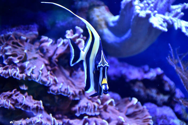 Halfterfisch | Staatliches Museum für Naturkunde Karlsruhe | 04.12.2022