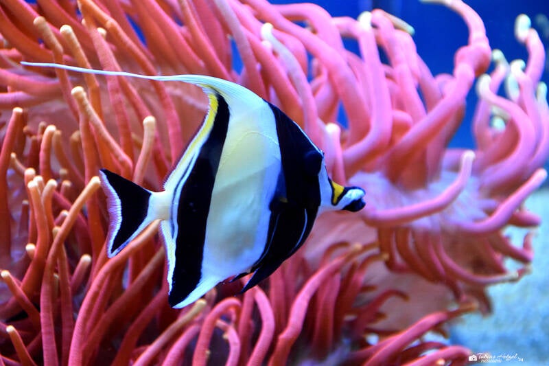 Halfterfisch | Staatliches Museum für Naturkunde Karlsruhe | 04.12.2022